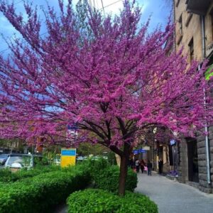 Spring Awakens in Yerevan: A Season of Beauty, Culture, and New Beginnings 1 Huda tree Yerevan